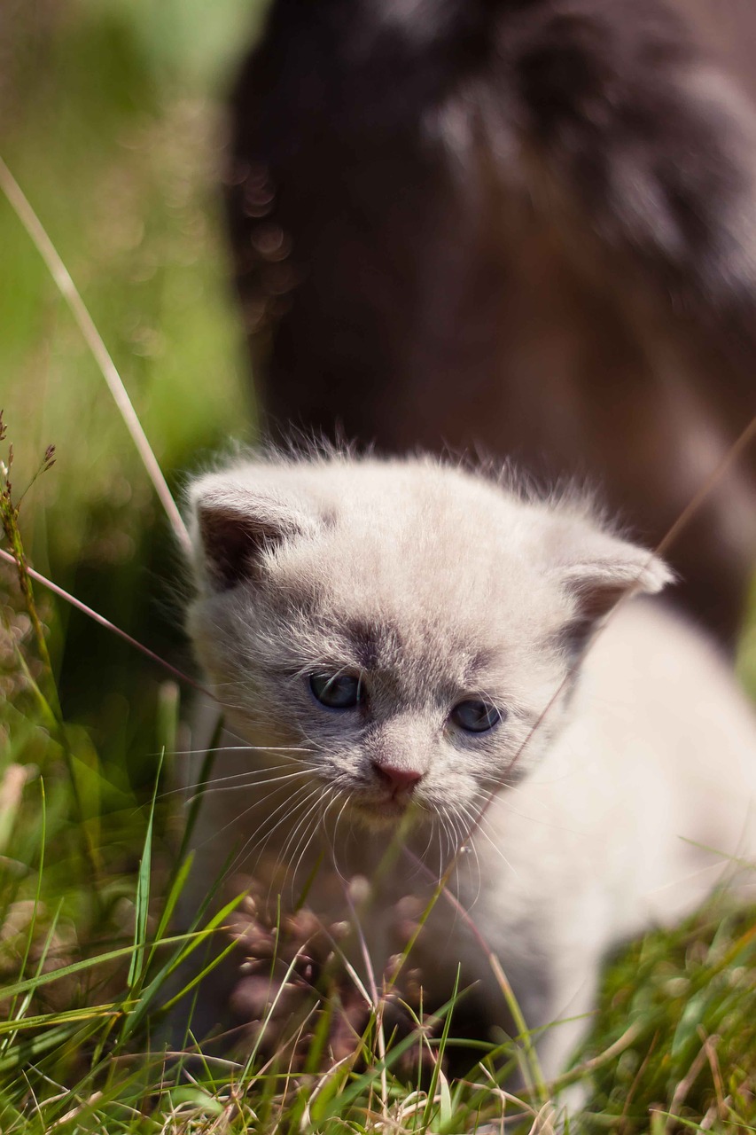 animal british blue lilac cat free photo