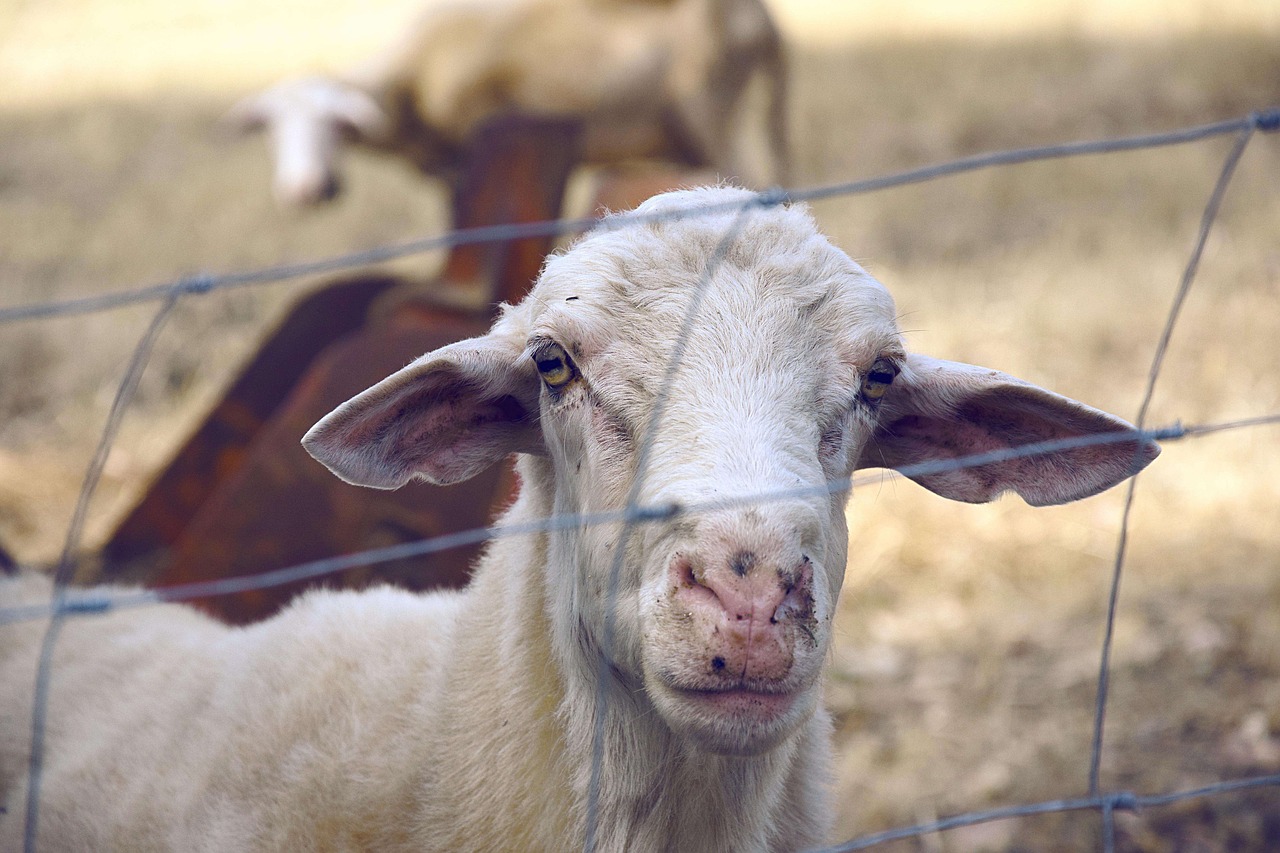 animal countryside farm free photo