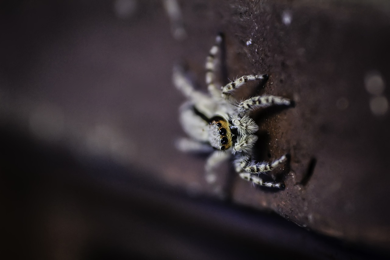 animal arachnid creepy free photo