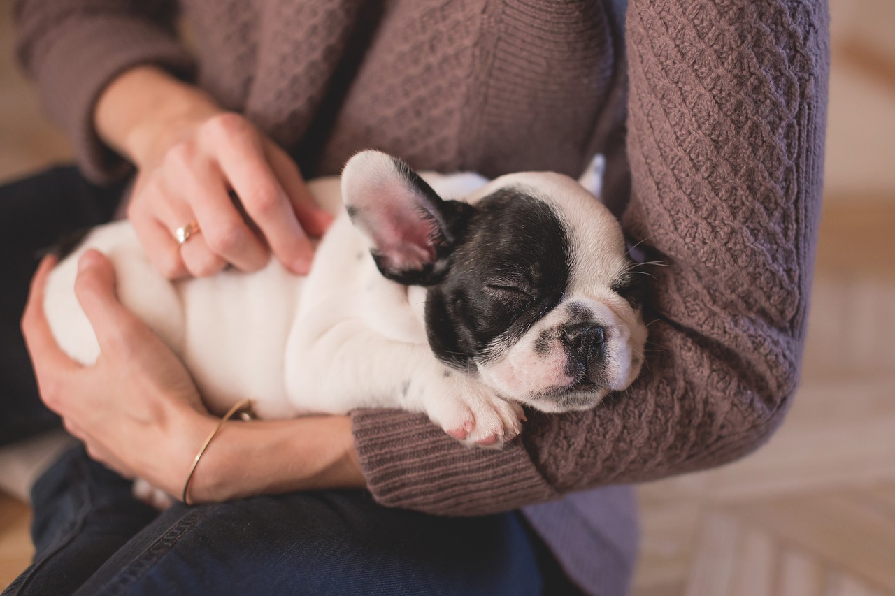 animal bulldog canine free photo