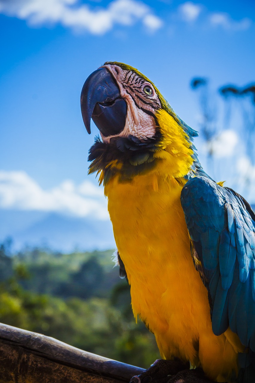 animal avian beak free photo