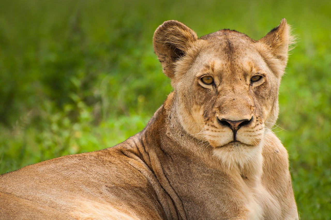 animal big cat blur free photo