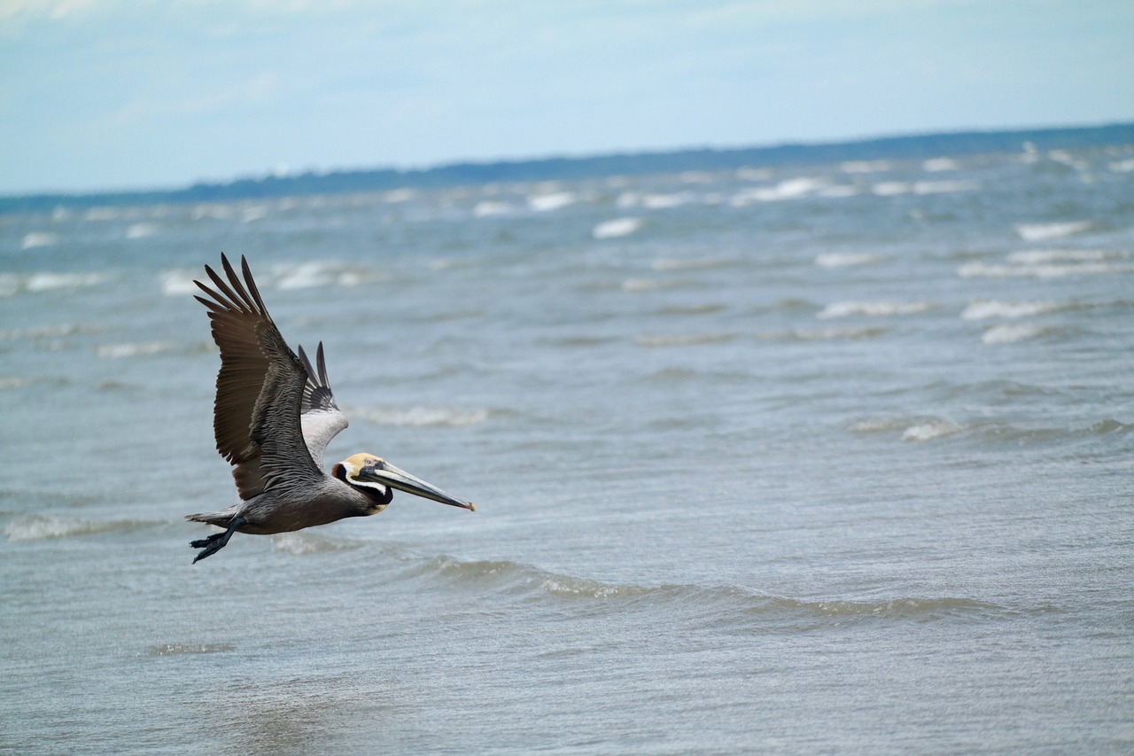 animal beach bird free photo