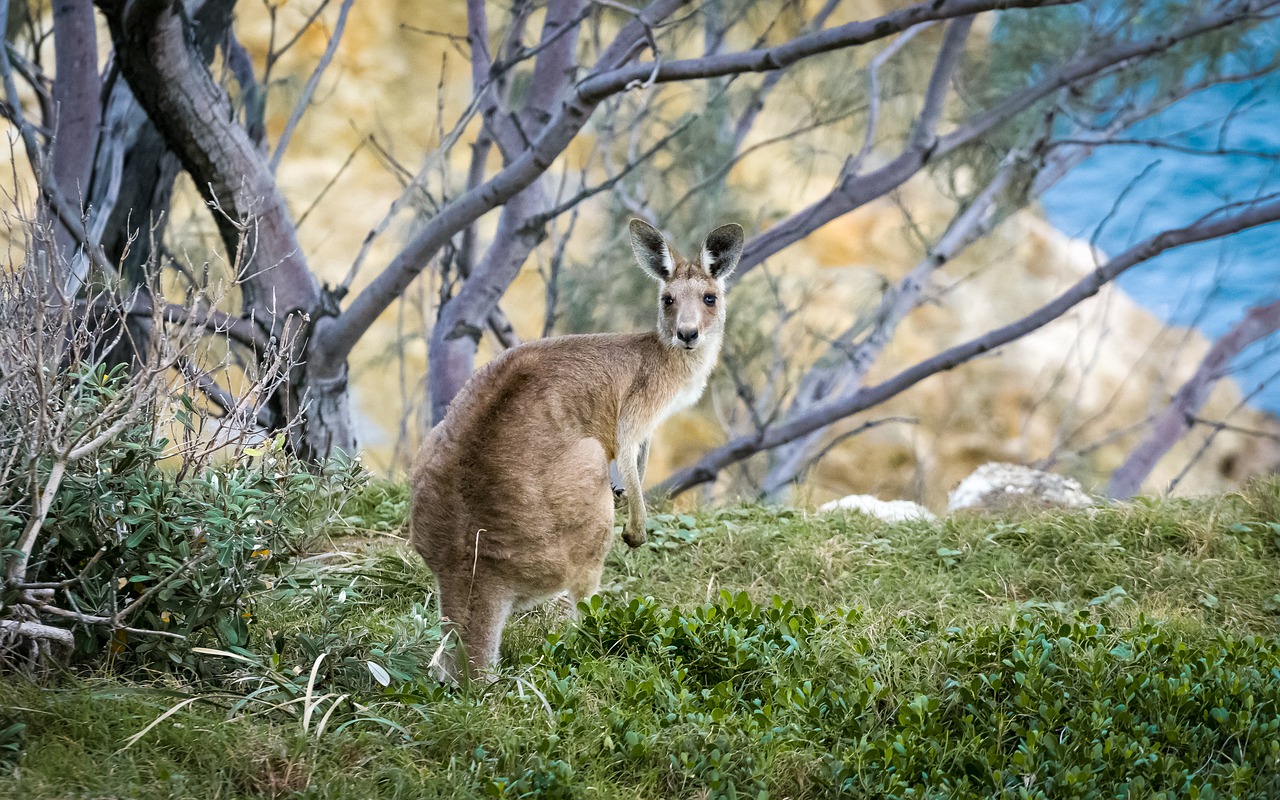 animal branches cute free photo