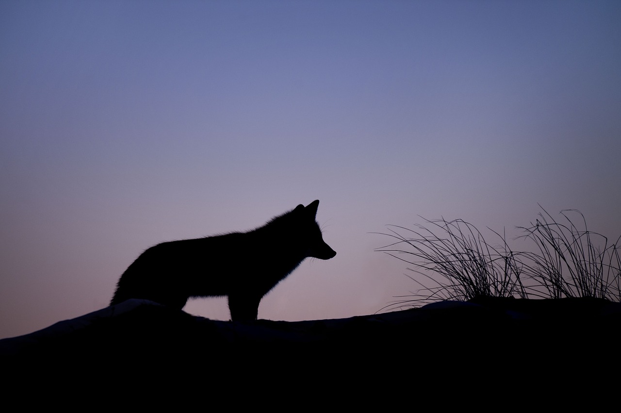 animal canine dawn free photo