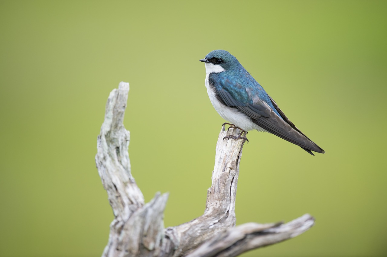 animal avian beak free photo