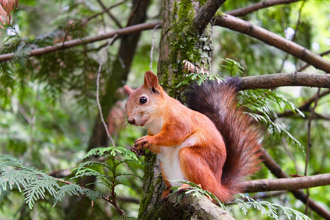 animal branches cute free photo