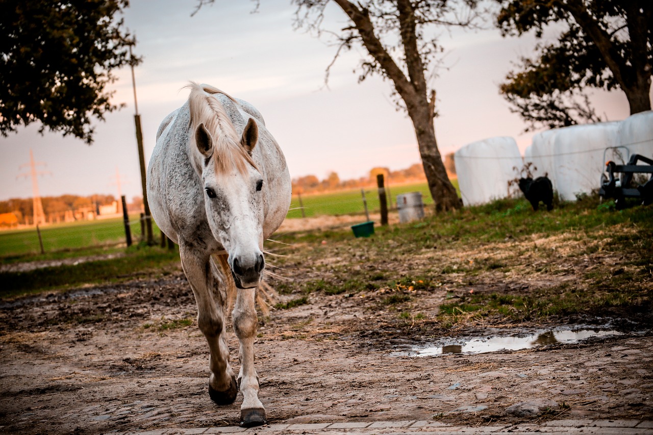 animal countryside equine free photo