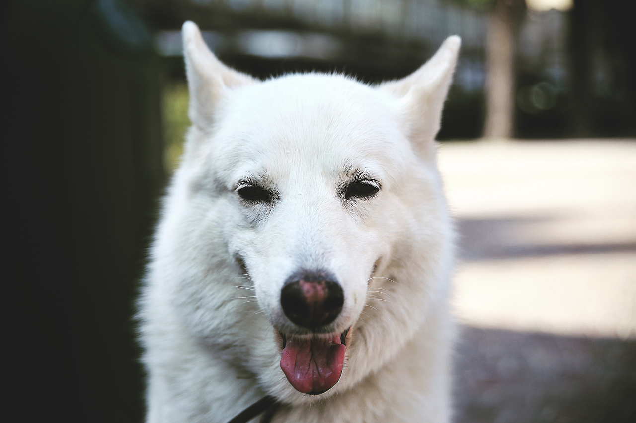 animal animal portrait dog free photo