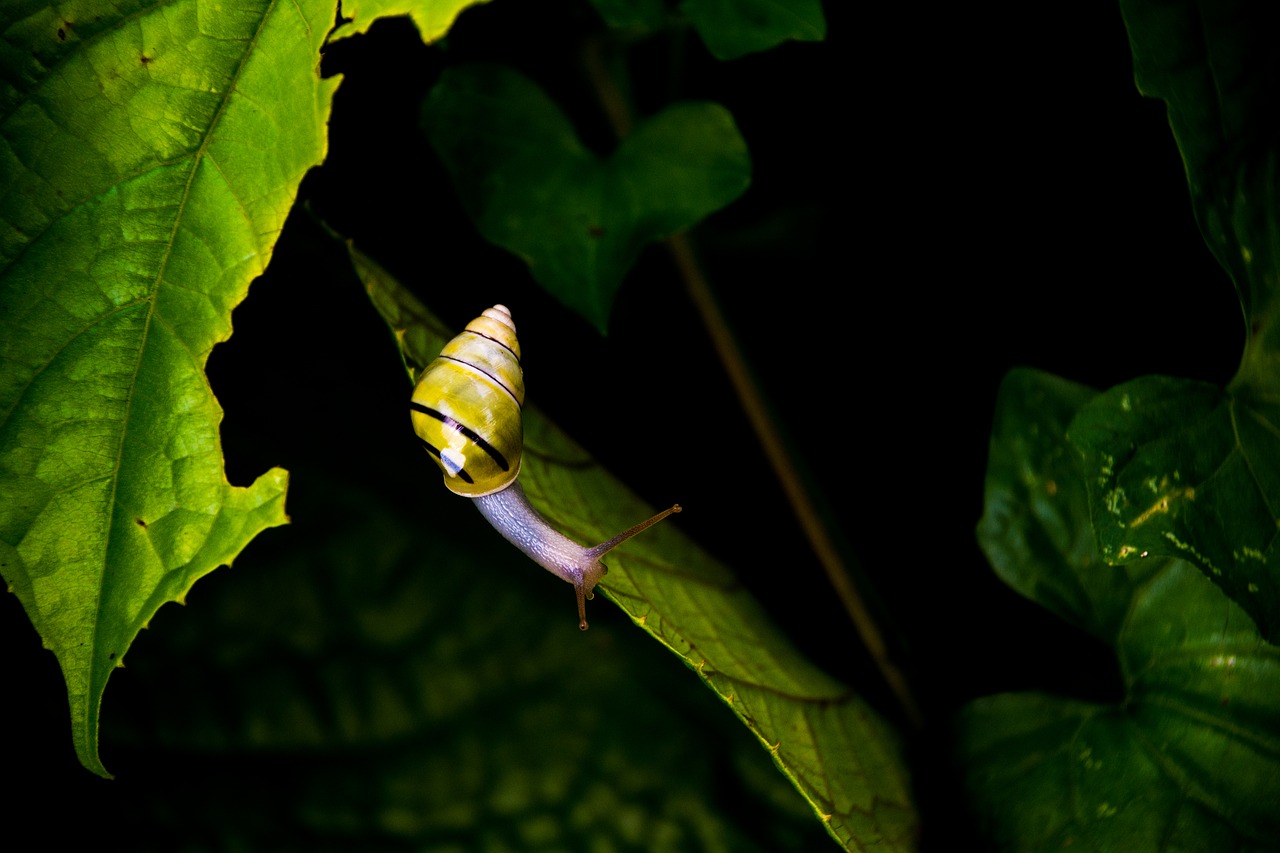 animal gastropod leaves free photo