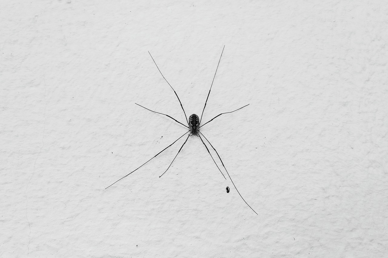 animal anxiety spider arachnid free photo