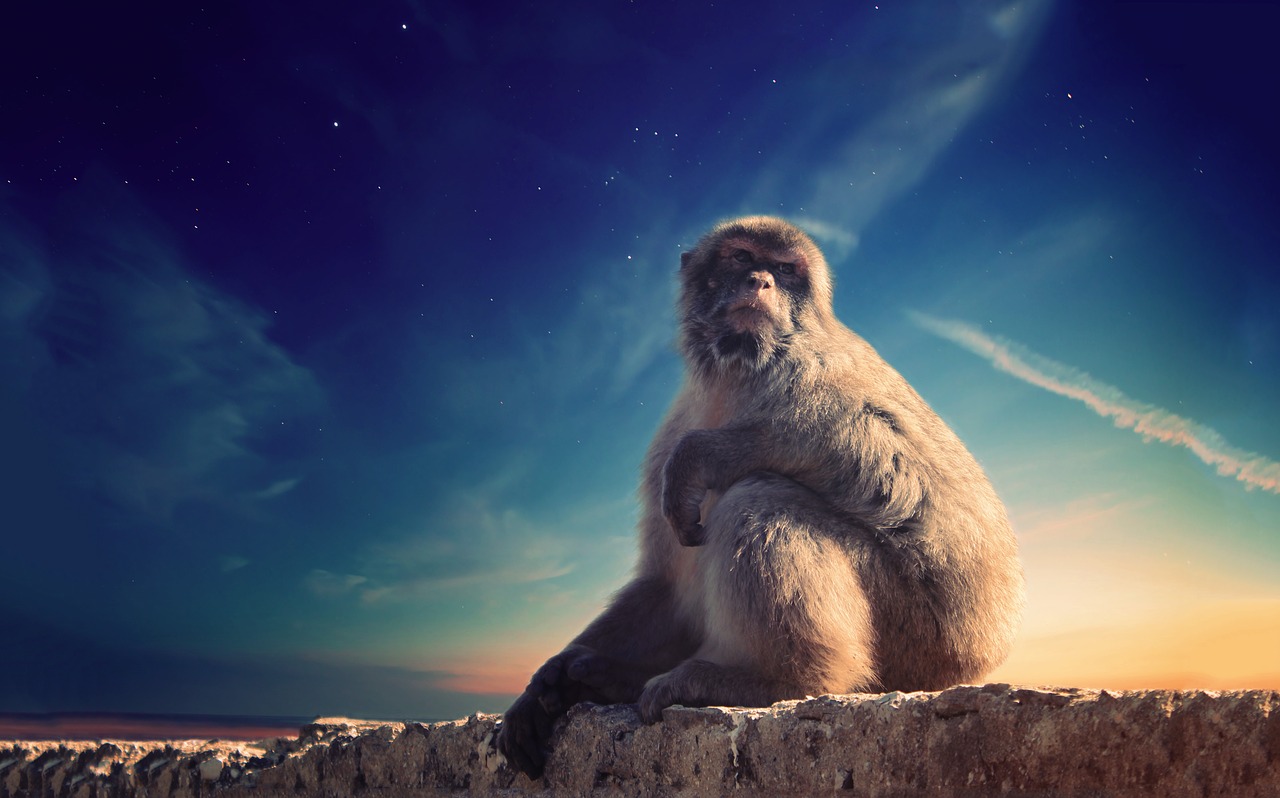 animal monkey outdoors free photo