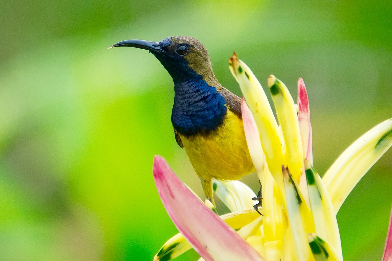 animal beak bird free photo