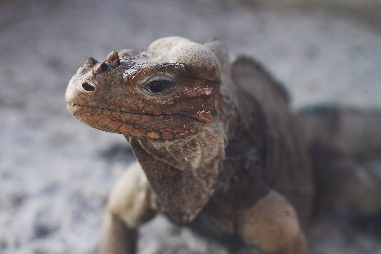 animal close-up lizard free photo