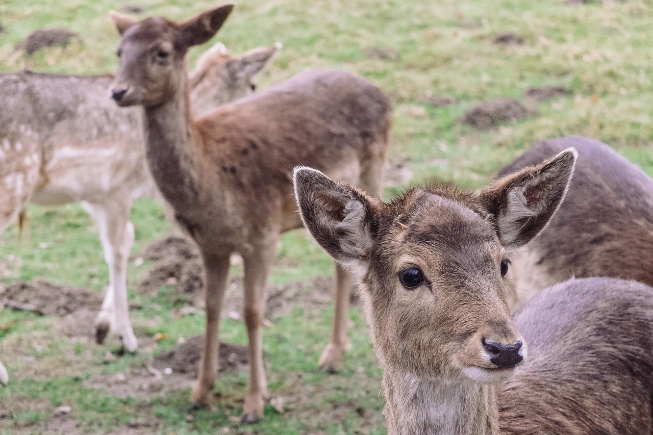 animal close-up cute free photo