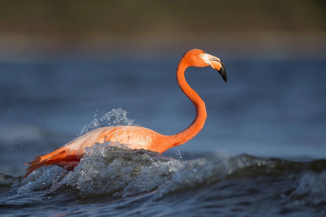 animal bird feathers free photo