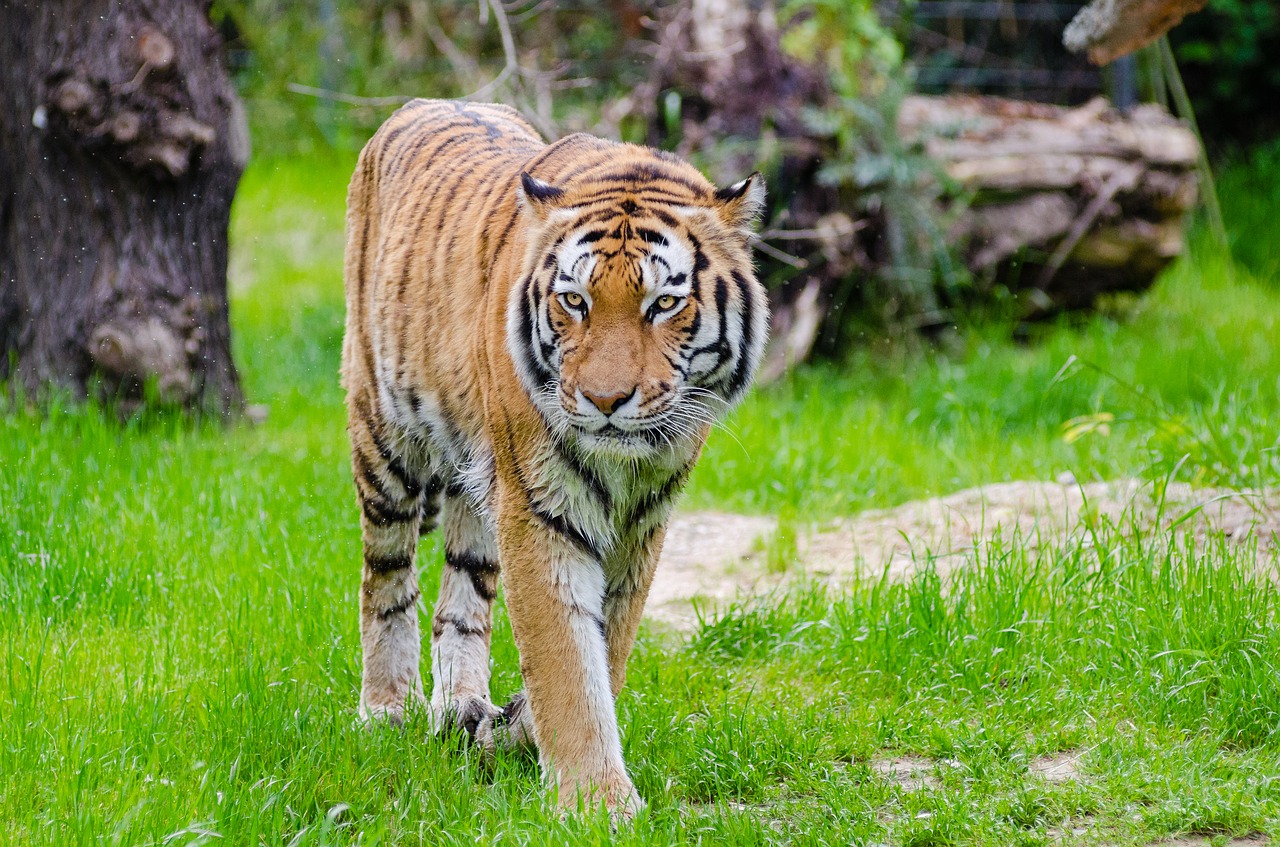 animal big cat blur free photo