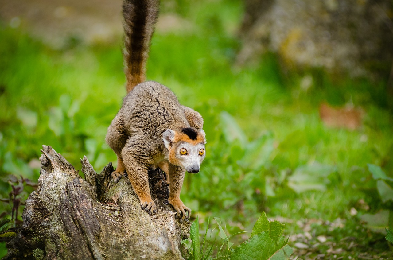 animal animal photography blur free photo