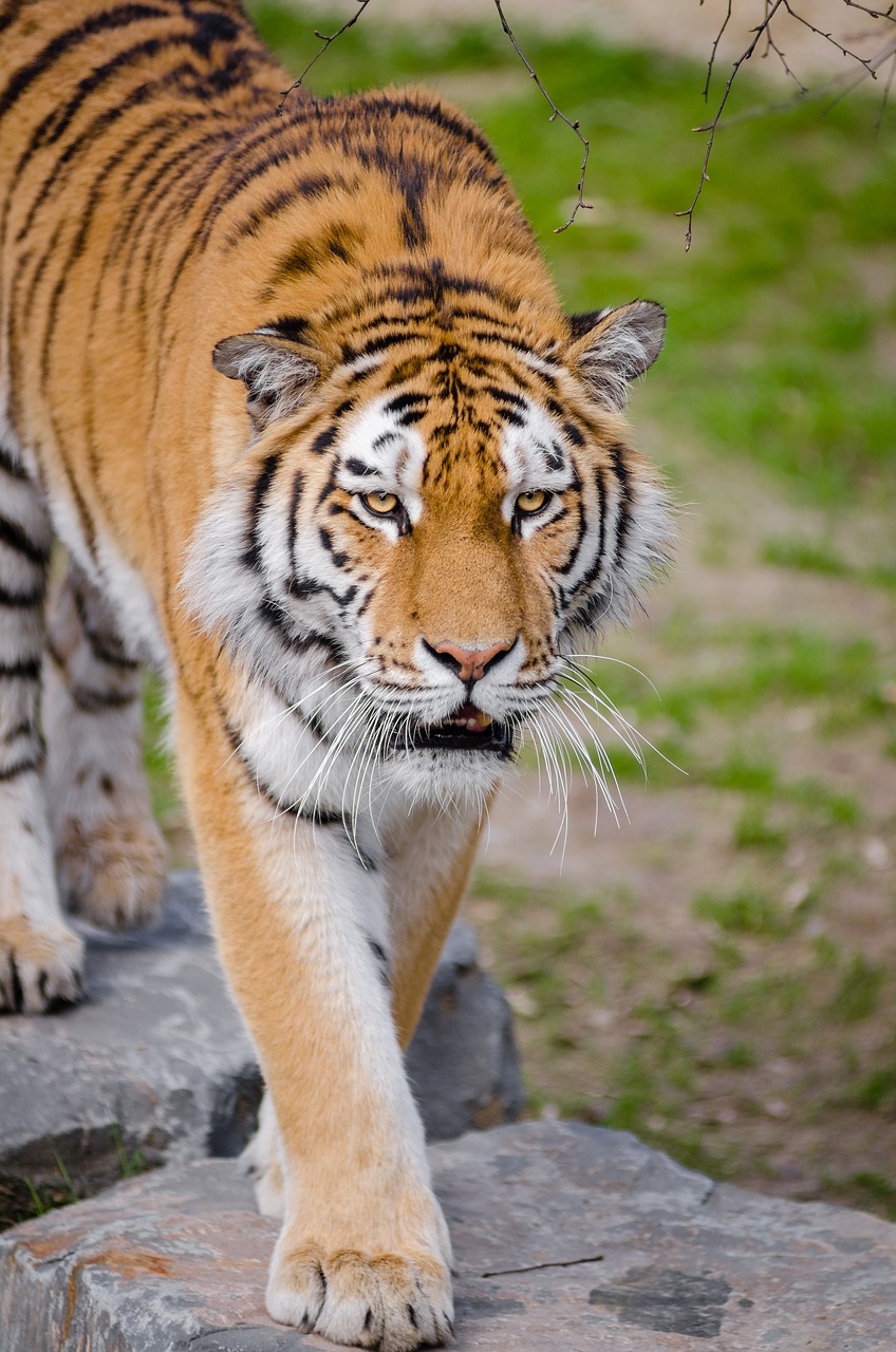 animal big cat safari free photo