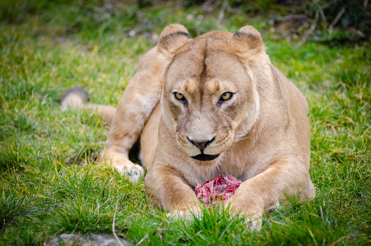 animal animal photography big cat free photo