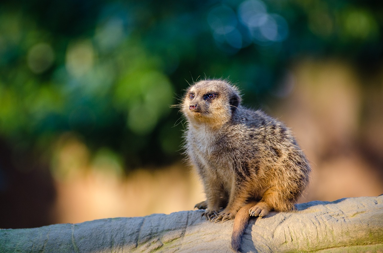 animal branch cute free photo