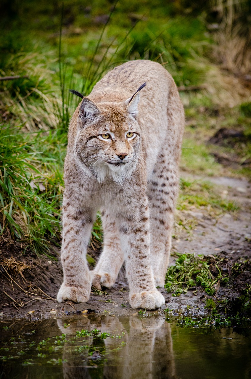 animal big cat feline free photo