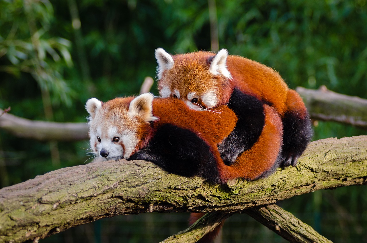 animal cuddle cute free photo