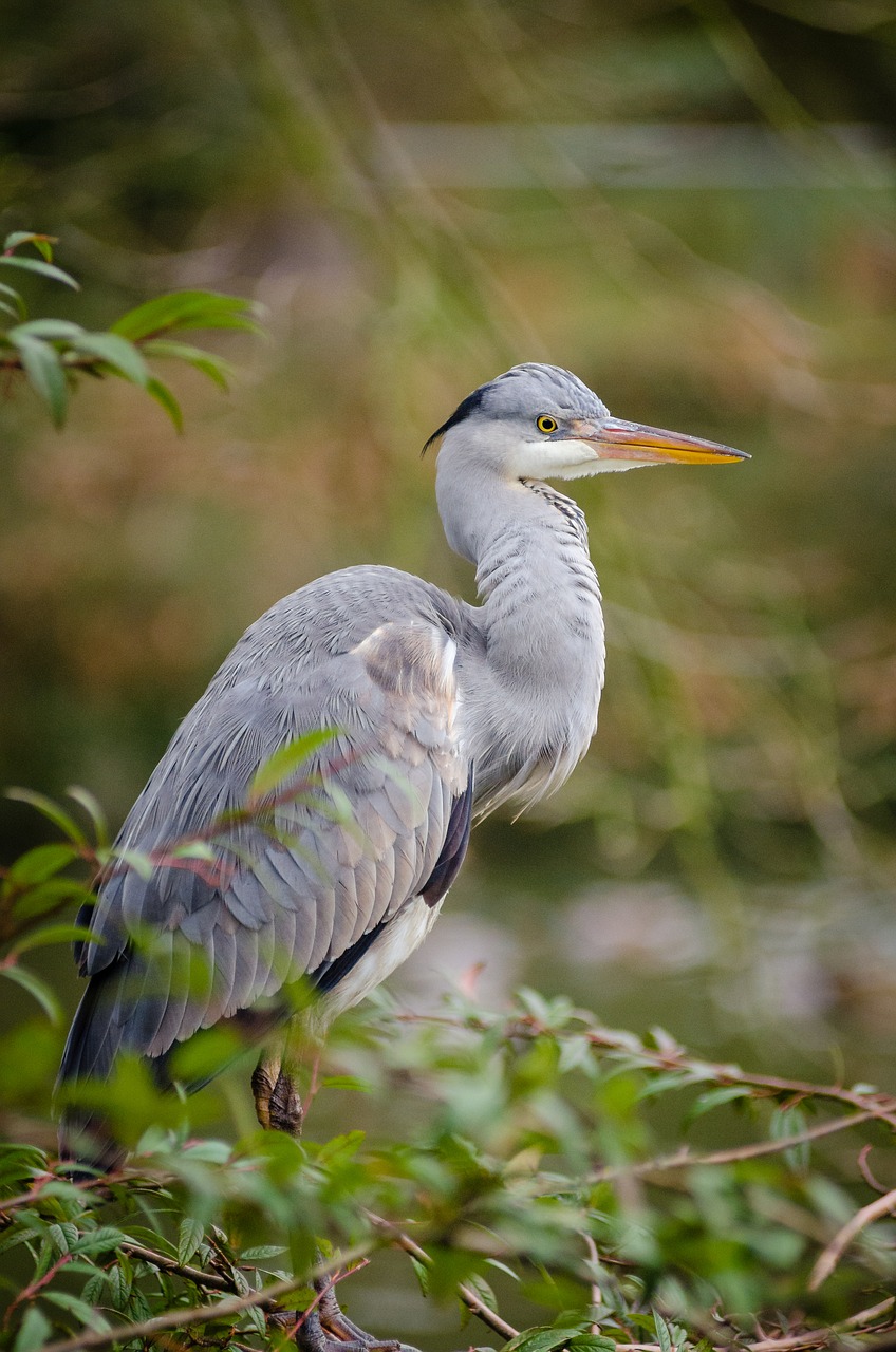 animal avian beak free photo