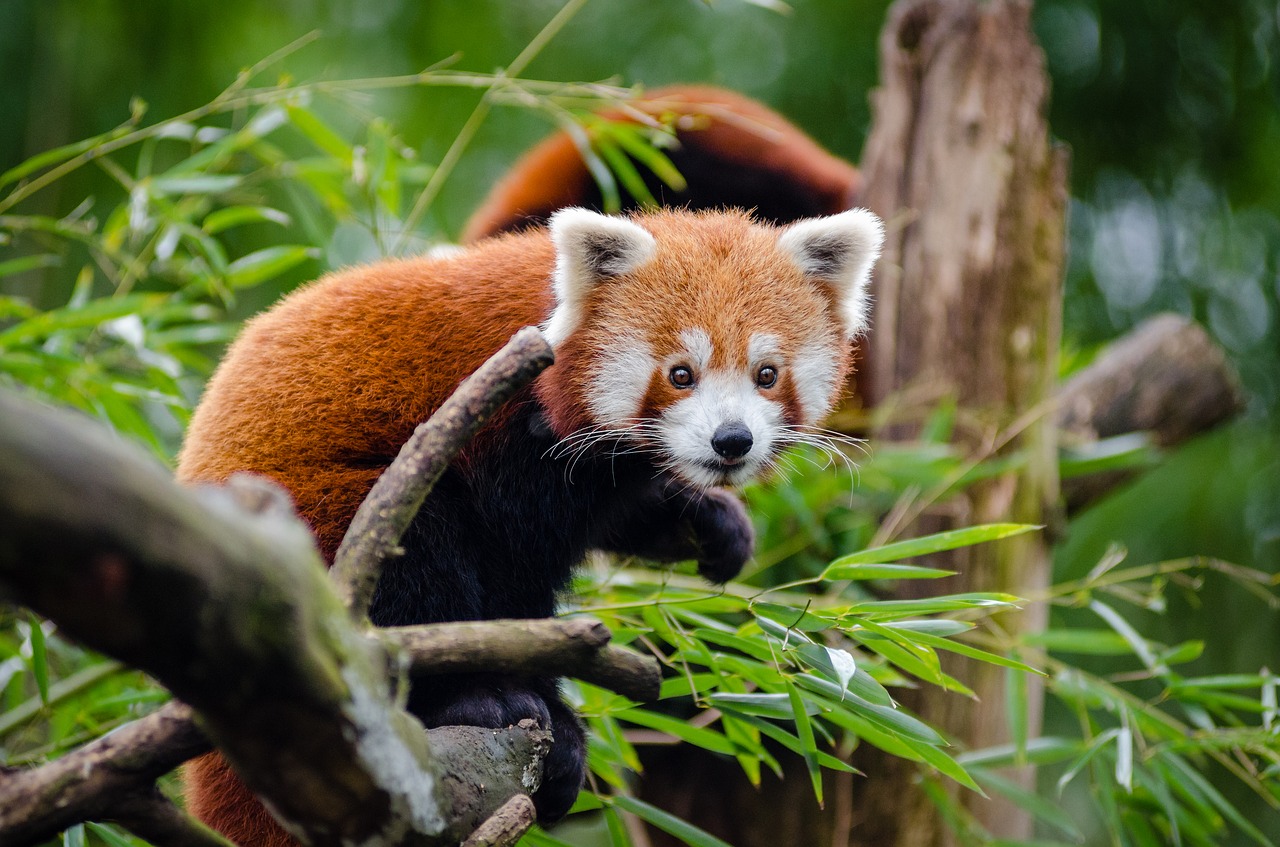 animal cute red panda free photo