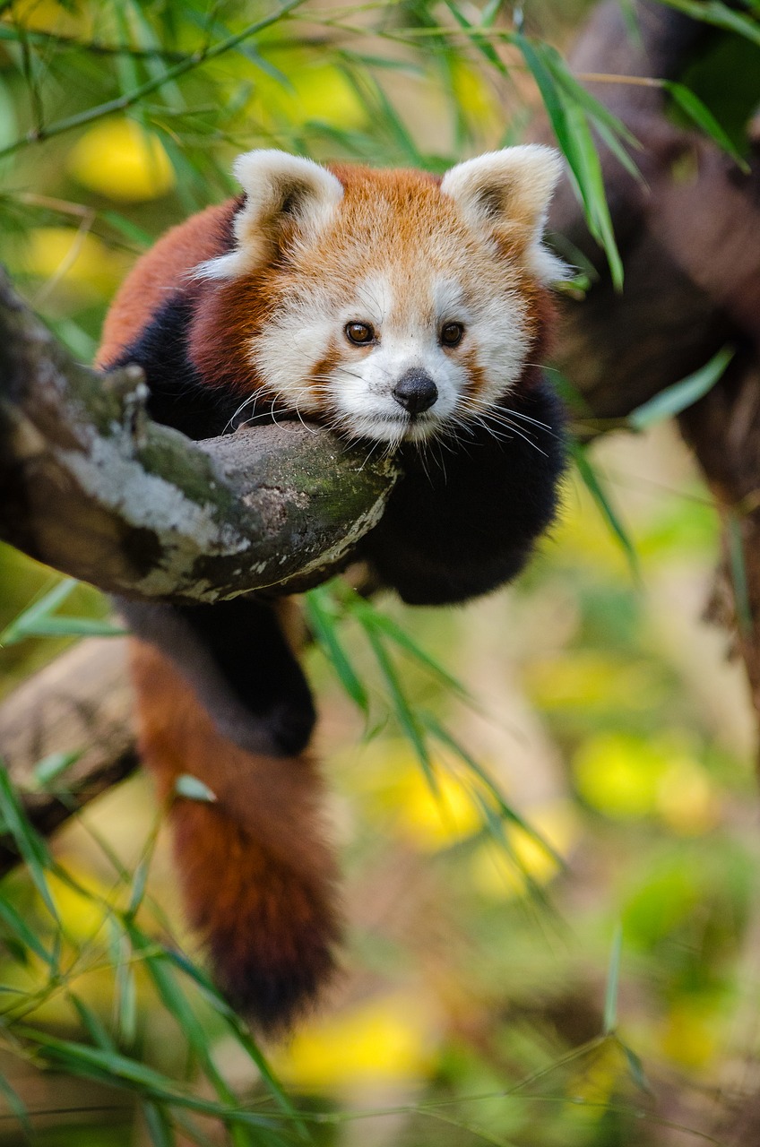 animal cute red panda free photo