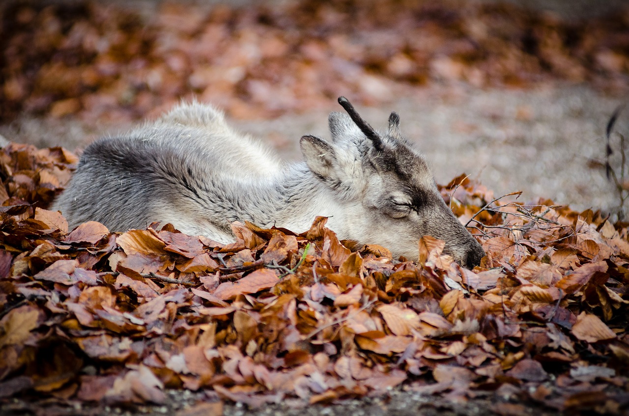 animal dry leaves fall free photo