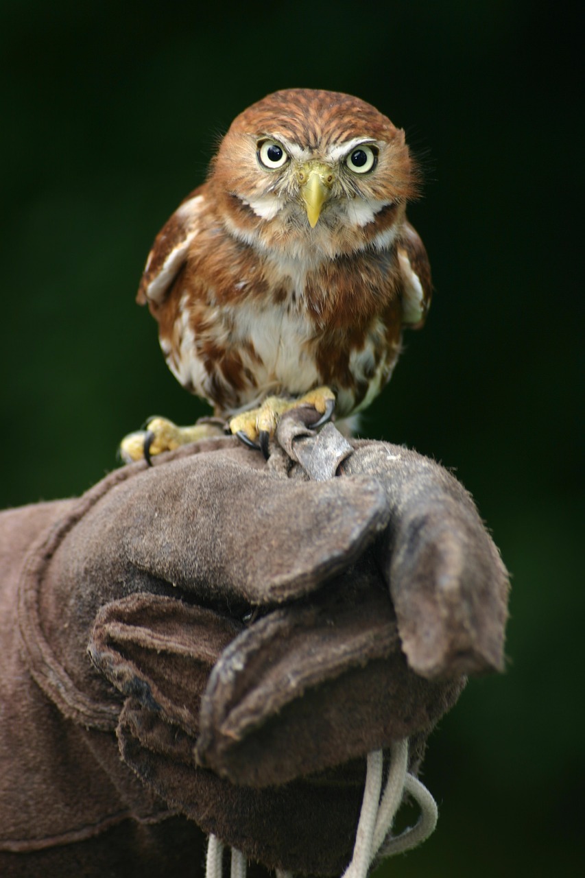 animal beak bird free photo