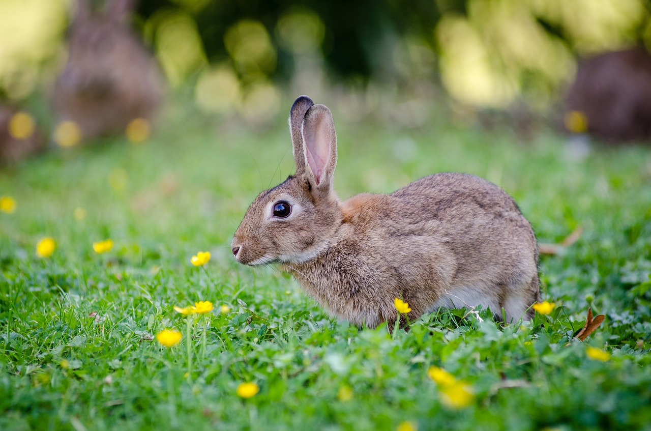 animal bunny cute free photo