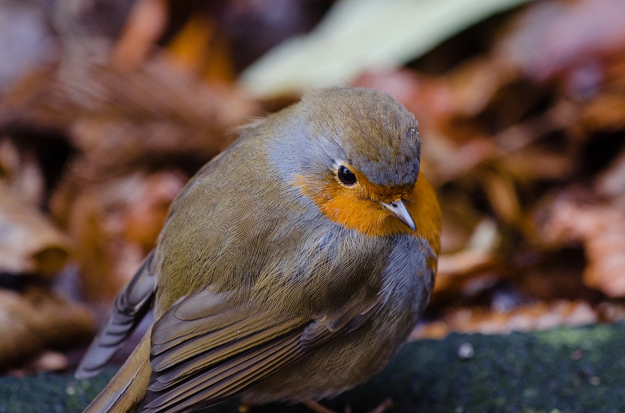 animal avian beak free photo