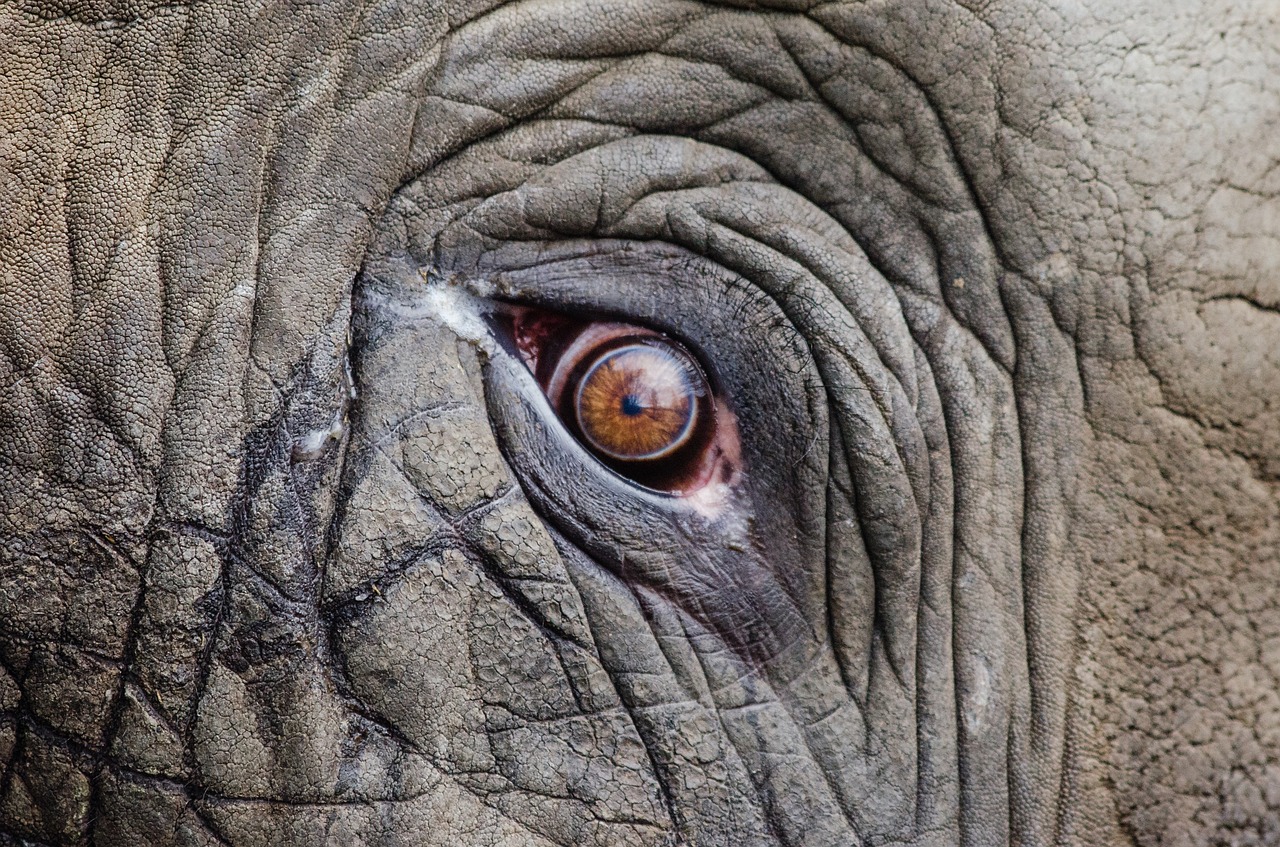 animal big close-up free photo