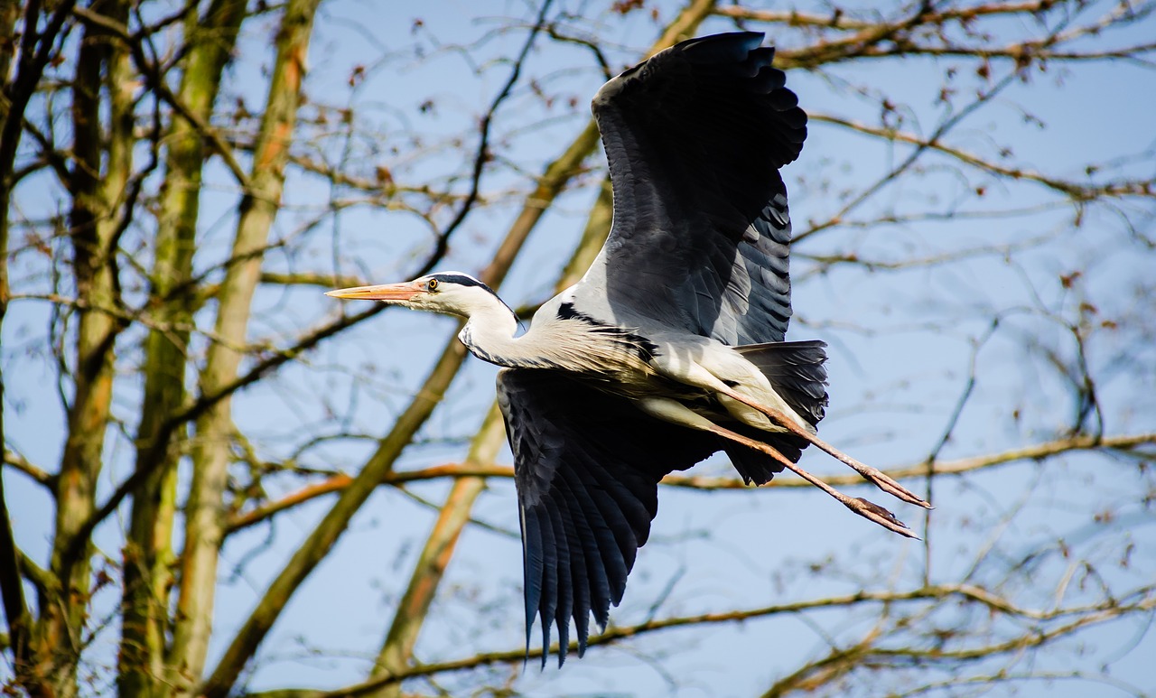 animal avian bird free photo