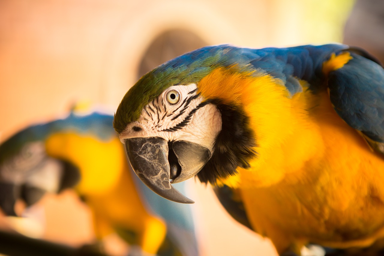 animal bird close-up free photo