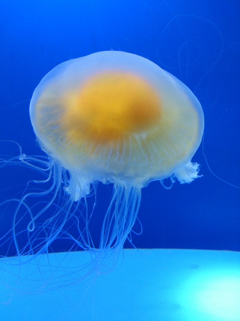 animal jellyfish water free photo