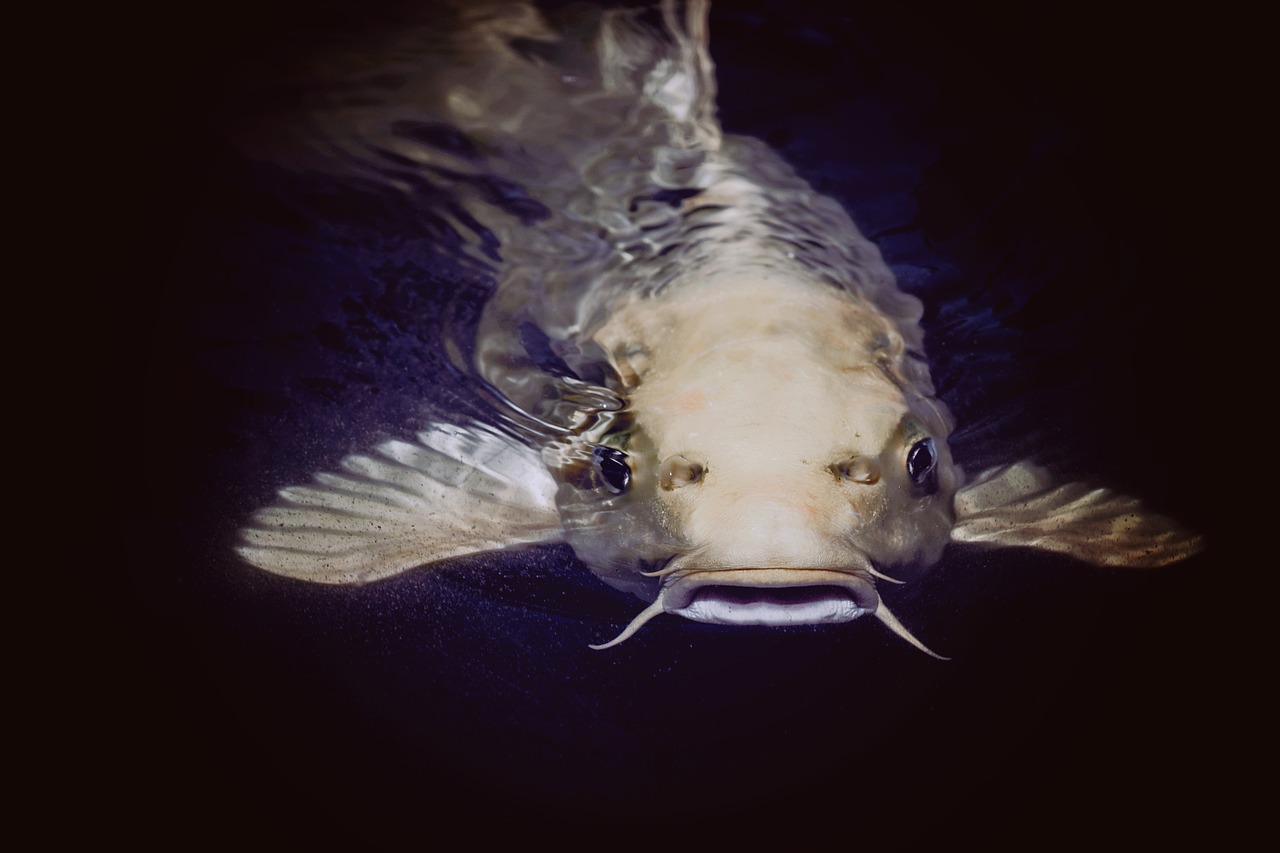 animal catfish fish free photo