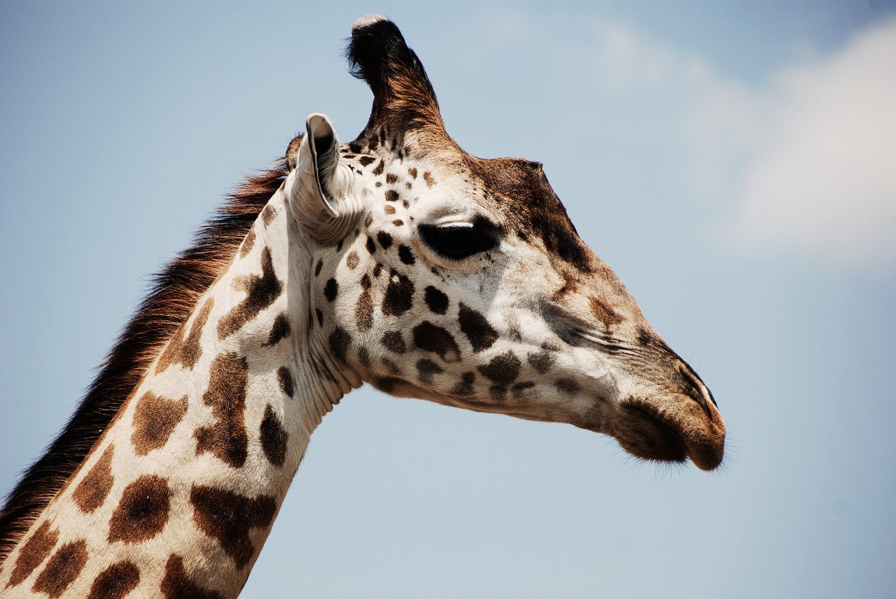 animal close-up giraffe free photo