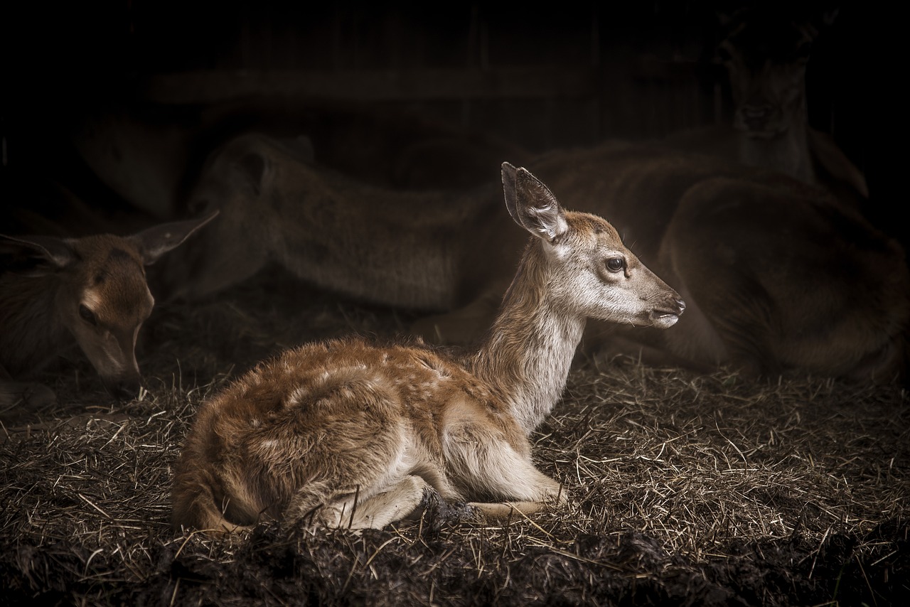 animal antler baby free photo