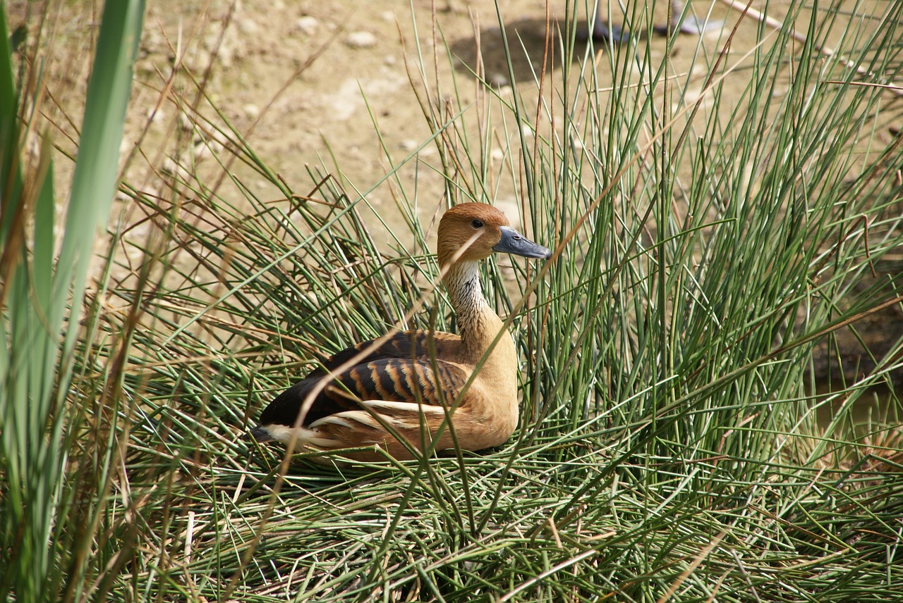 animal duck bird free photo