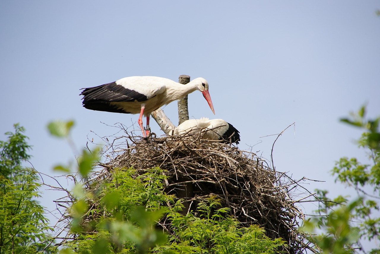 animal bird stork free photo