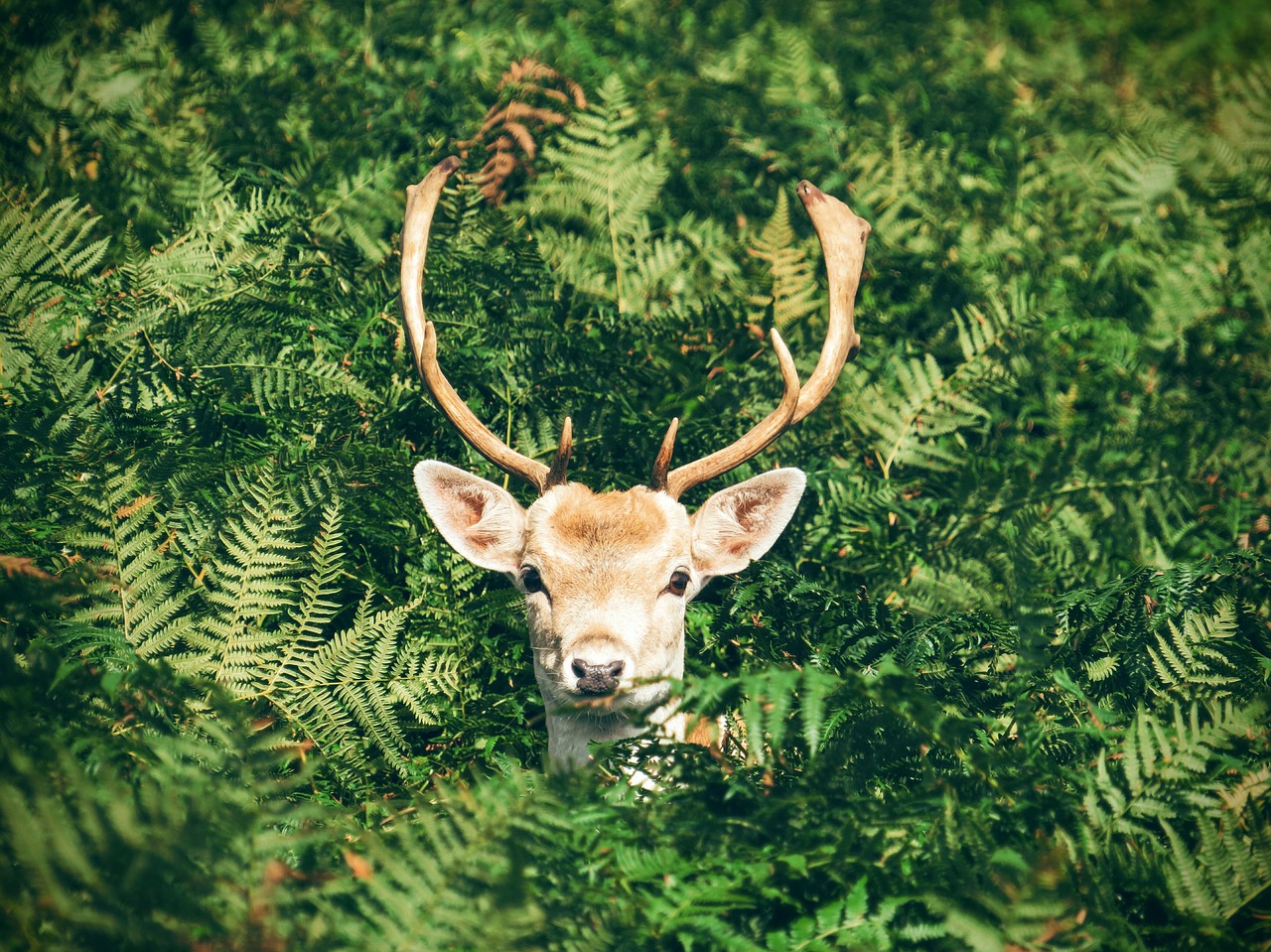 animal antlers cute free photo