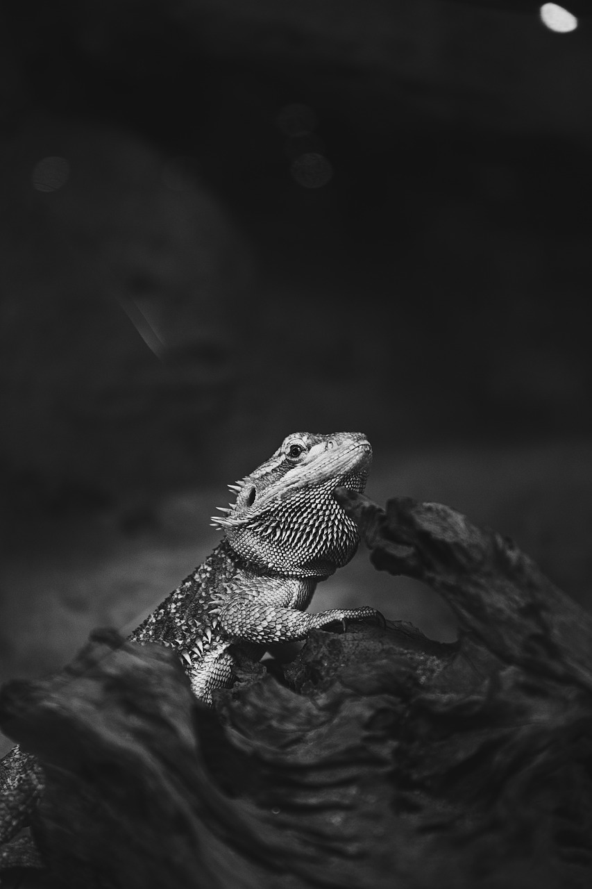 animal iguana lizard free photo