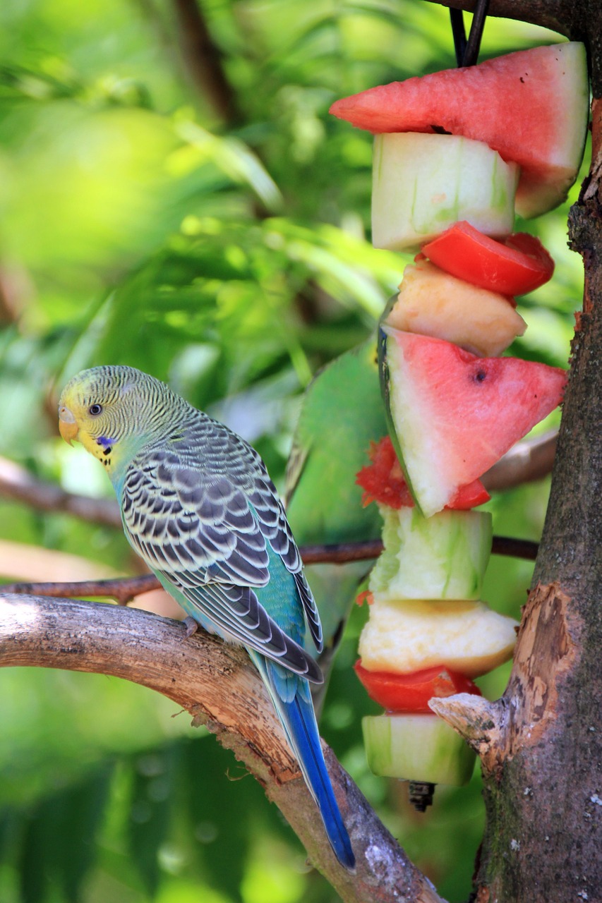 animal bird budgie free photo