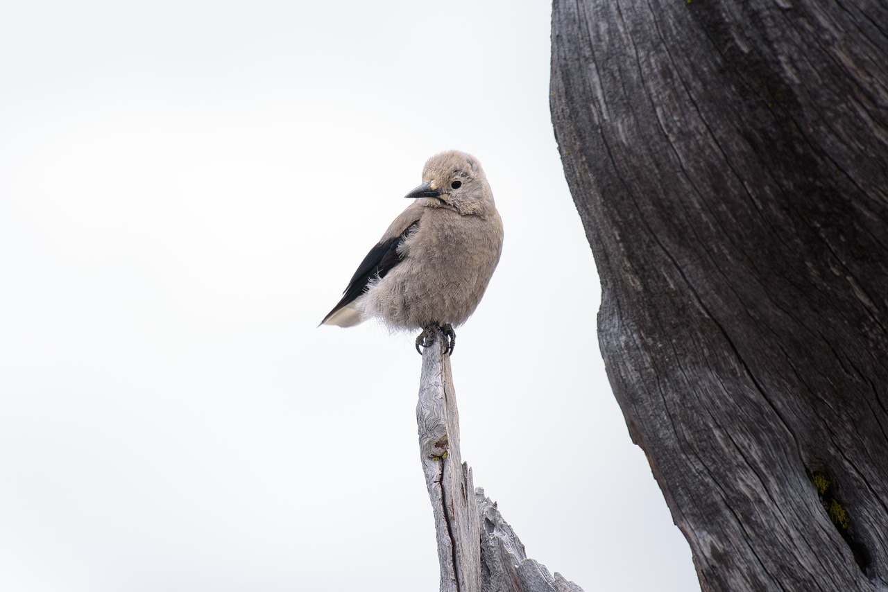 animal avian beak free photo