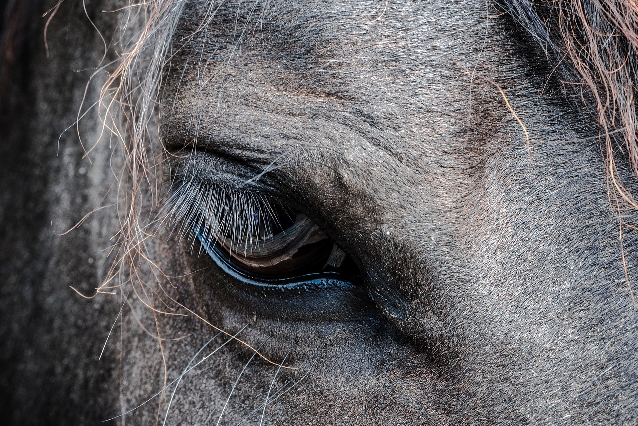 animal close-up eye free photo