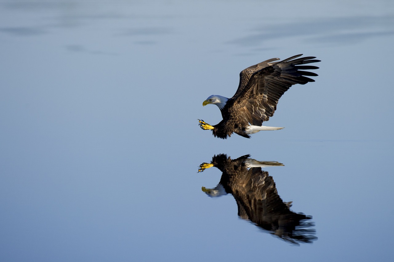 animal avian beak free photo