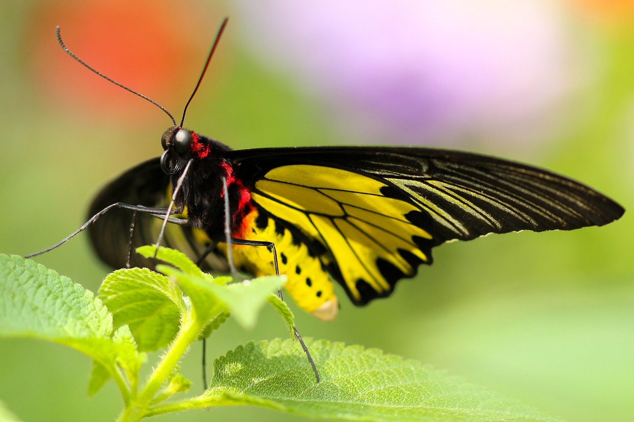 animal antenna beautiful free photo